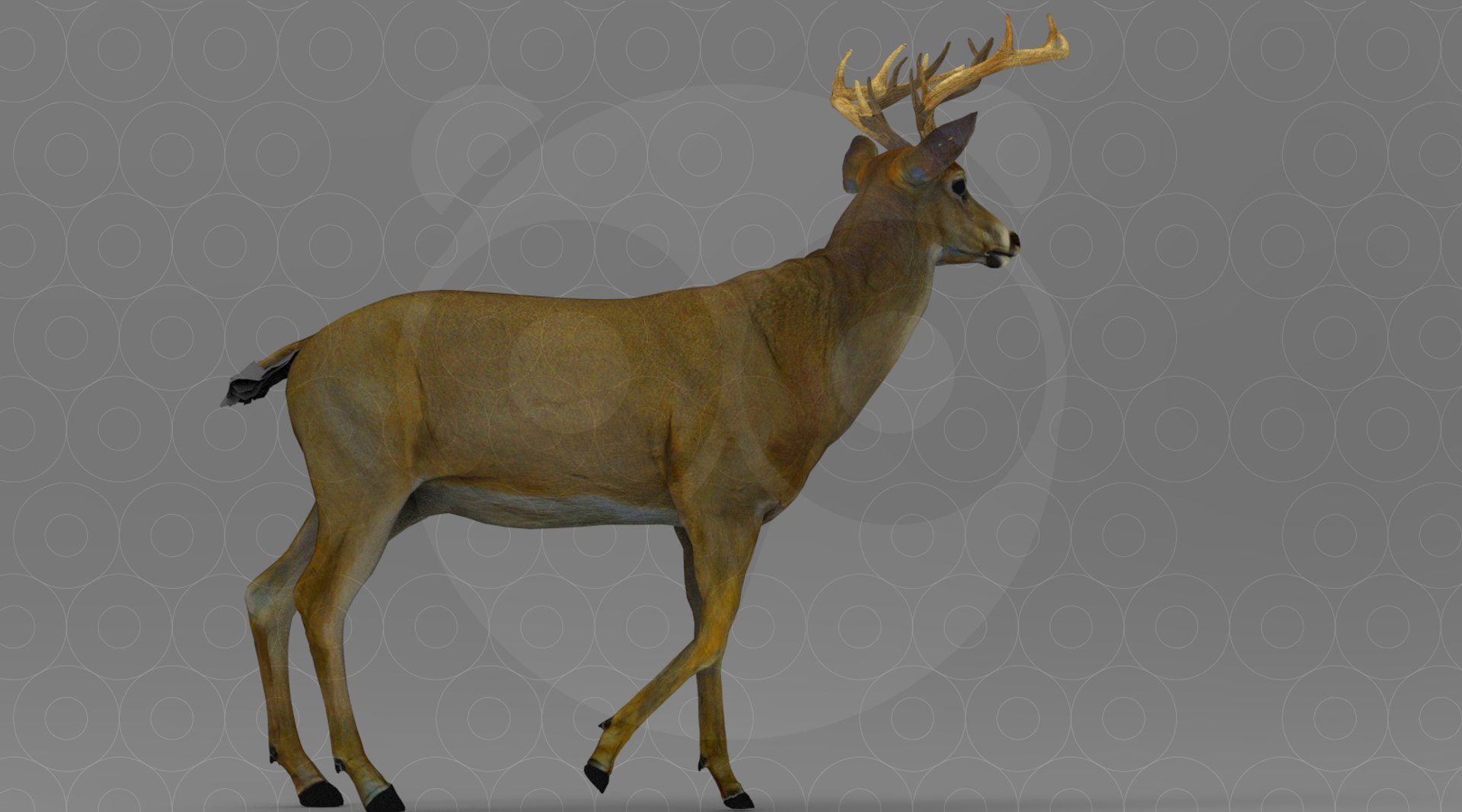 3D Deer https://p.turbosquid.com/ts-thumb/ao/DhiUcM/bd/untitled.264/jpg/1693560976/1920x1080/fit_q87/85f0a7c51834955a4dc699922792360055d893c3/untitled.264.jpg