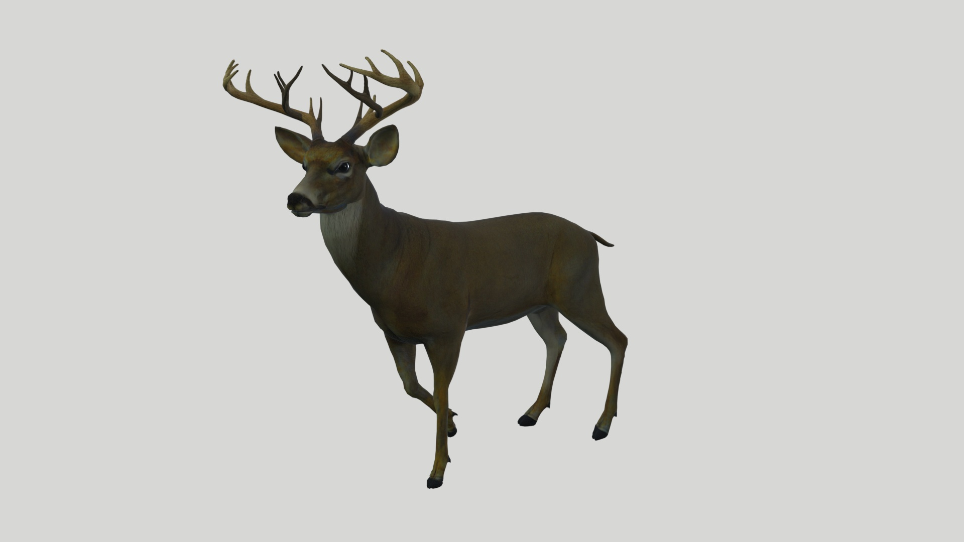 3D Deer https://p.turbosquid.com/ts-thumb/ao/DhiUcM/j3/untitled/jpg/1726398051/1920x1080/turn_fit_q99/70c91f0c25ad3bae142e11c2f29718b6537e4f09/untitled-1.jpg