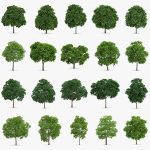 max 20 sorbus trees