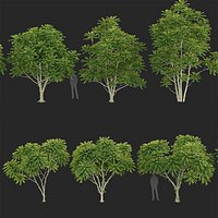 Averrhoa bilimbi - Cucumber tree 3D model