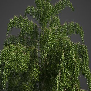 birch tree nature 3D model