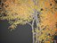 2021 PBR 纸桦木系列 - Betula Papyrifera