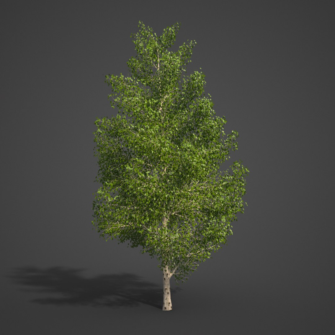 birch tree nature 3D model https://p.turbosquid.com/ts-thumb/ao/uEJKxr/VH/ea03_05/png/1609971689/1920x1080/fit_q87/31a60a132fbdb856c2e066d89505484546949913/ea03_05.jpg