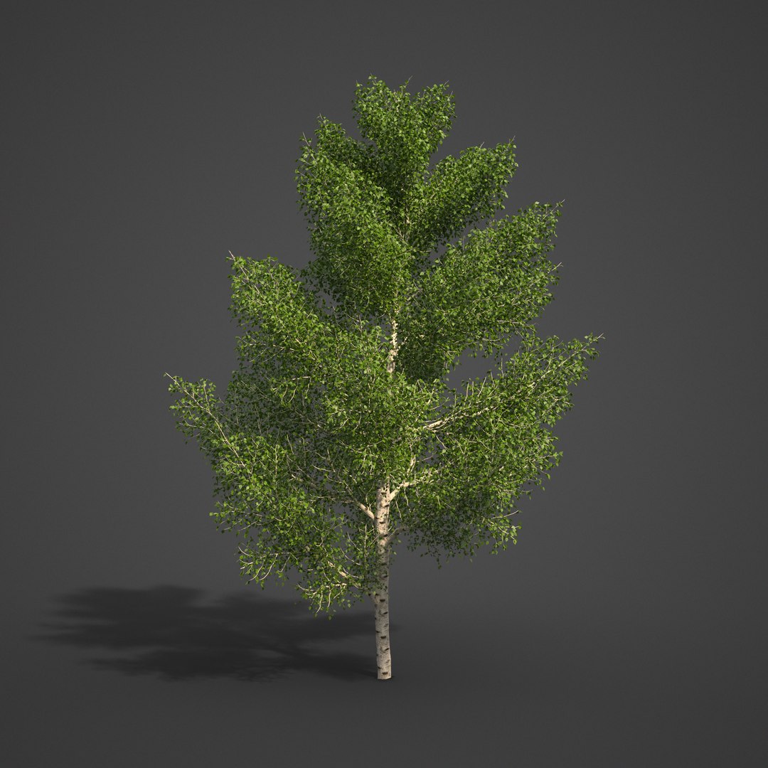 birch tree nature 3D model https://p.turbosquid.com/ts-thumb/ao/uEJKxr/YI/ea03_01/png/1609971681/1920x1080/fit_q87/8bc5c1a7d3b263cad02e5a4d363aa9d73bac65cc/ea03_01.jpg