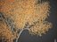 2021 PBR 纸桦木系列 - Betula Papyrifera