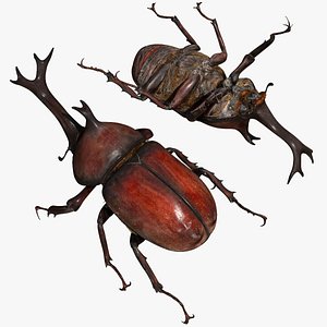 Rigged rhinoceros Beetle