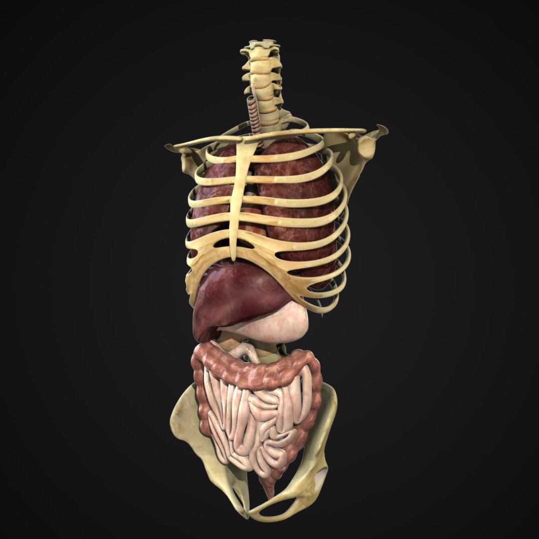 Anatomy Rigged Torso Ma