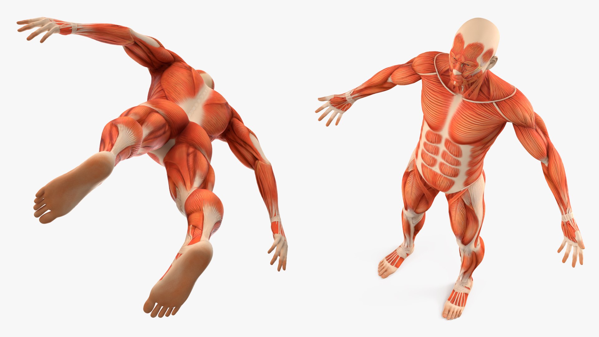 Male Muscular System Anatomy Rigged For Maya 3D Model - TurboSquid 2414861