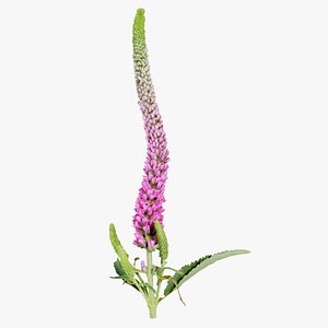 Summer Lilac Buddleja Davidii Butterfly Bush Remastered 3D model