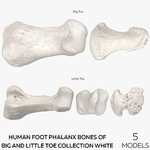 Human Foot Phalanx Bones of Big and Little Toe Collection White - 5 models