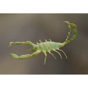 scorpion