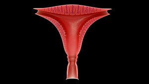 3D endometrium