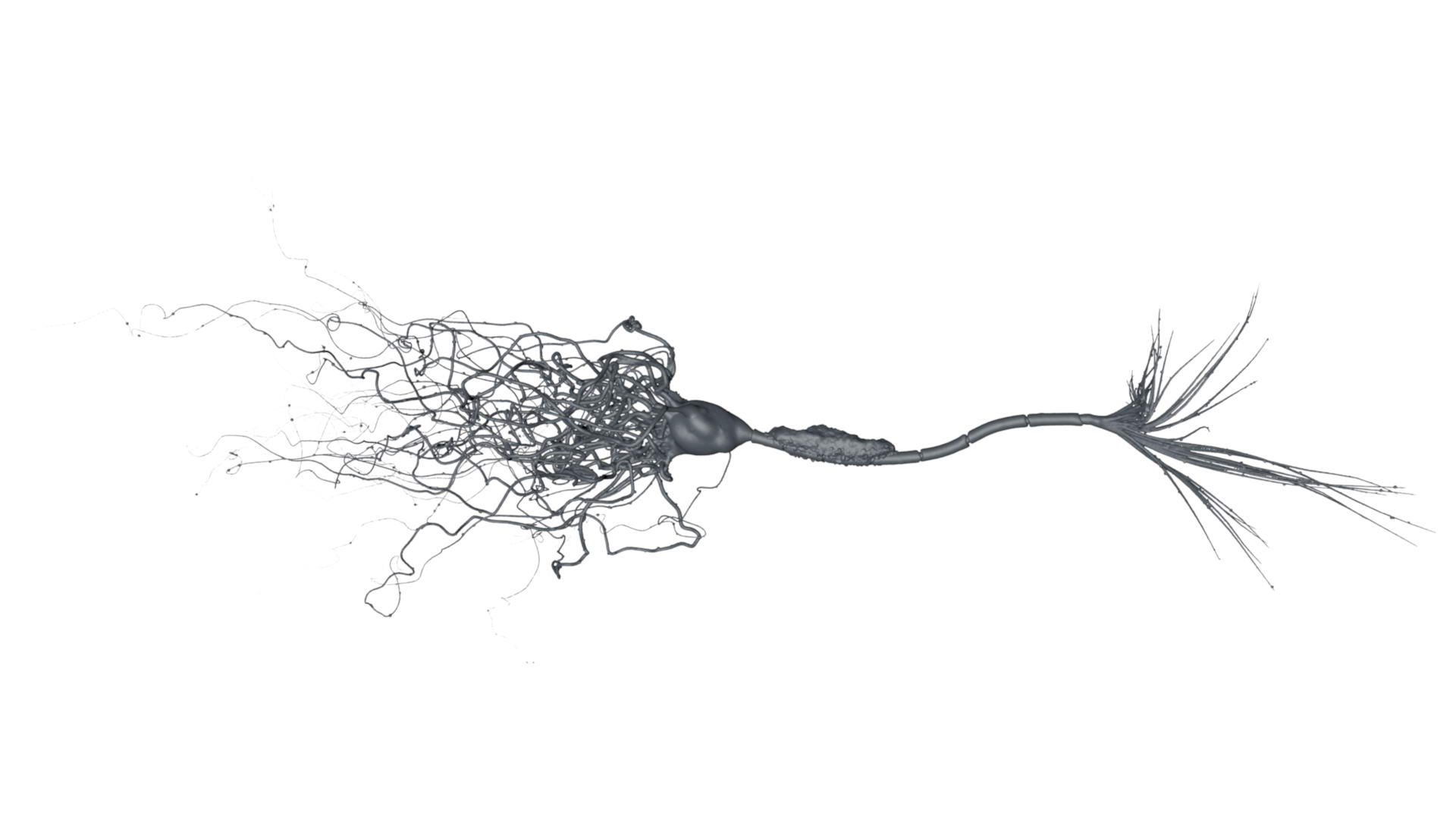 Neuron Myelin T-cell 3d Model