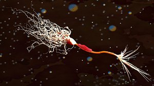 neuron myelin t-cell 3d model