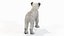 Lion Cub White Modelo 3D