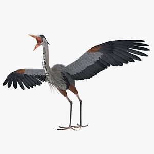 3D great blue heron rigged model