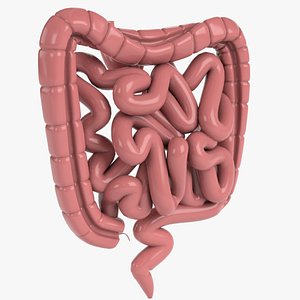human intestine 3D model