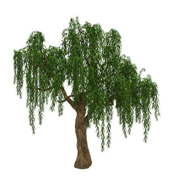 Forest plant - willow tree 3D model - TurboSquid 1449213