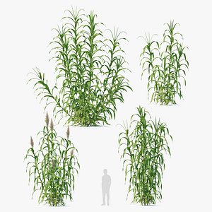 3D Spanish cane