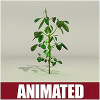 Soybean Plant Animated