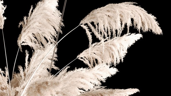 3D Hanging Bouquet Of Dry Reeds For Decoration 267 model - TurboSquid ...