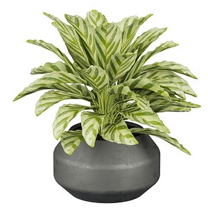 Collection plant vol 638 - Calathea Freddie