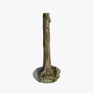 3D model Anydrafts Cinnamomum burmannii Trunk 42