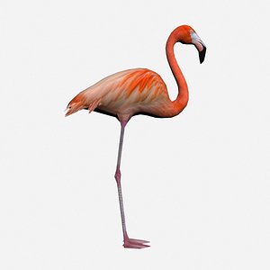 American Flamingo