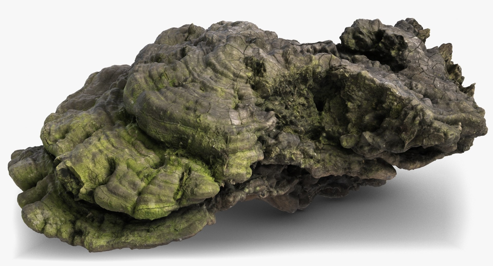 3d Model Mushroom Polypore 2