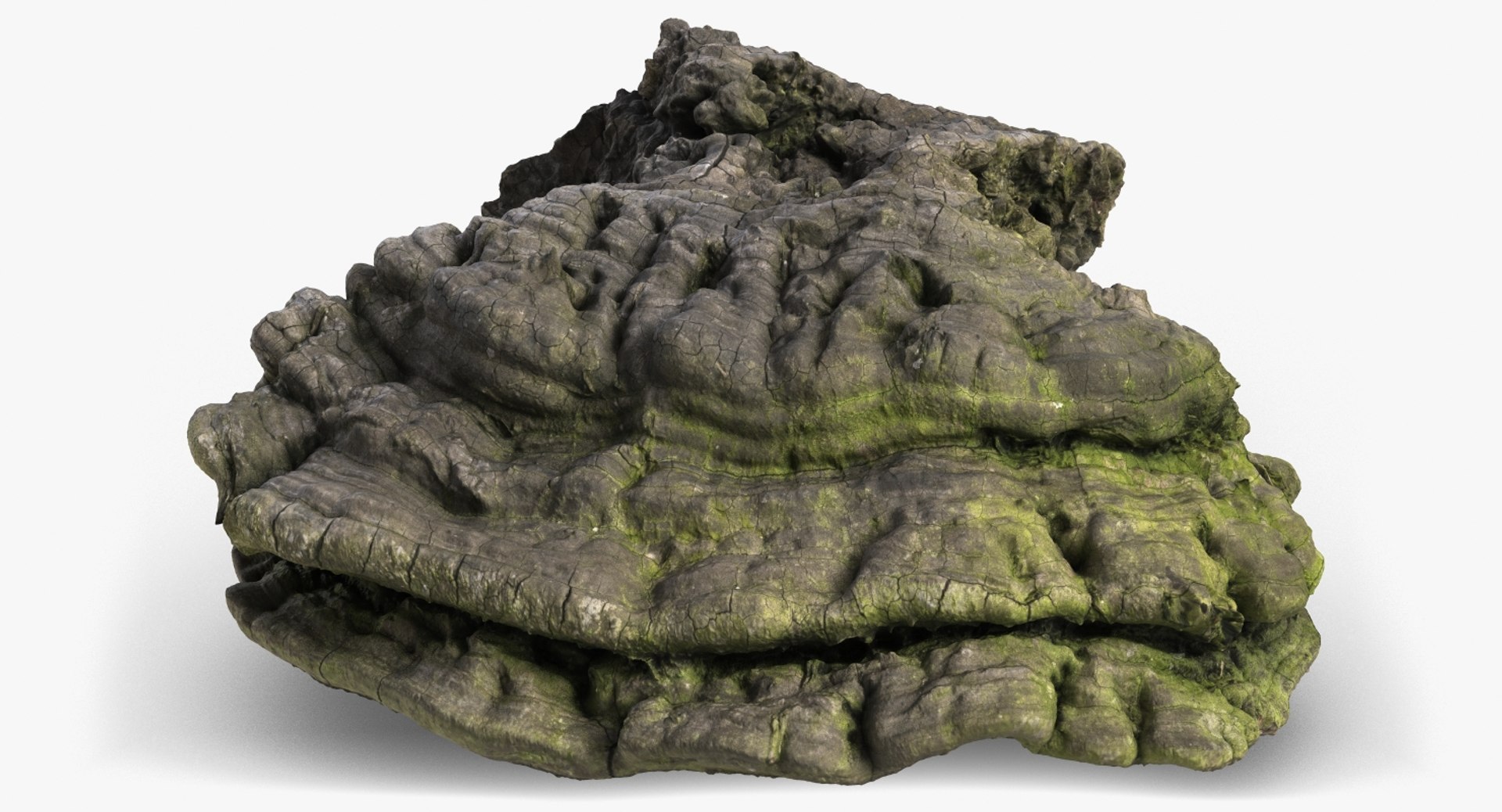 3d Model Mushroom Polypore 2