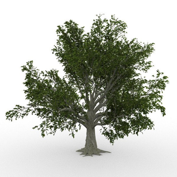 3d model american beech fagus grandifolia