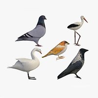 Birds