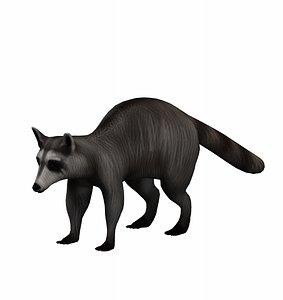 3D animal raccoon nature