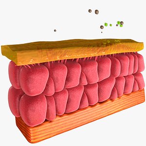 3D model epithelial cell