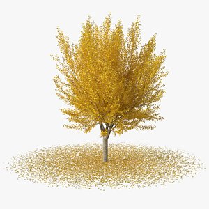 3D Ginkgo Tree Leaf Fall model
