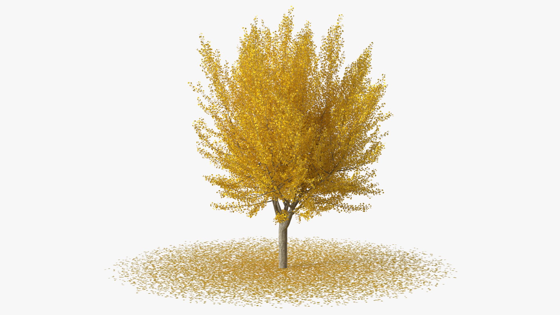 Ginkgo Tree Leaf Fall 3D model preview