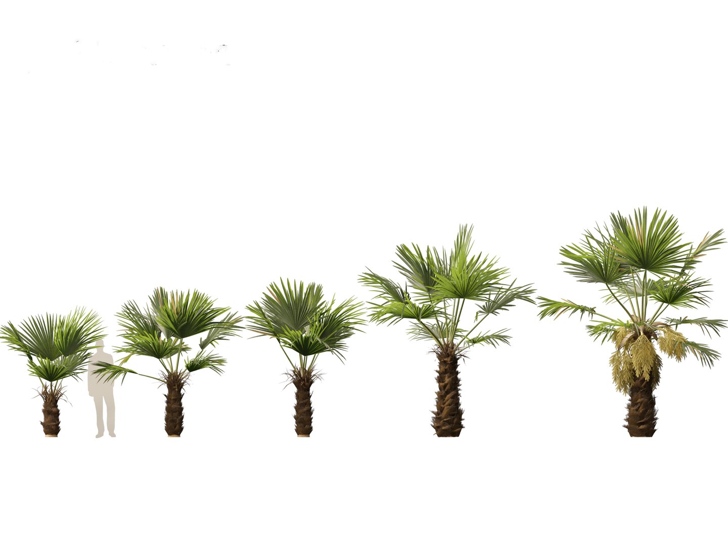 3D Model Trachycarpus Fortunei - Windmill Palm 01 - TurboSquid 2123615