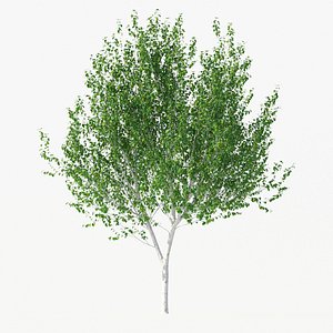 3D Betula Utilis Tree No 1