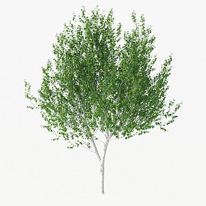 Betula Utilis Tree No 1