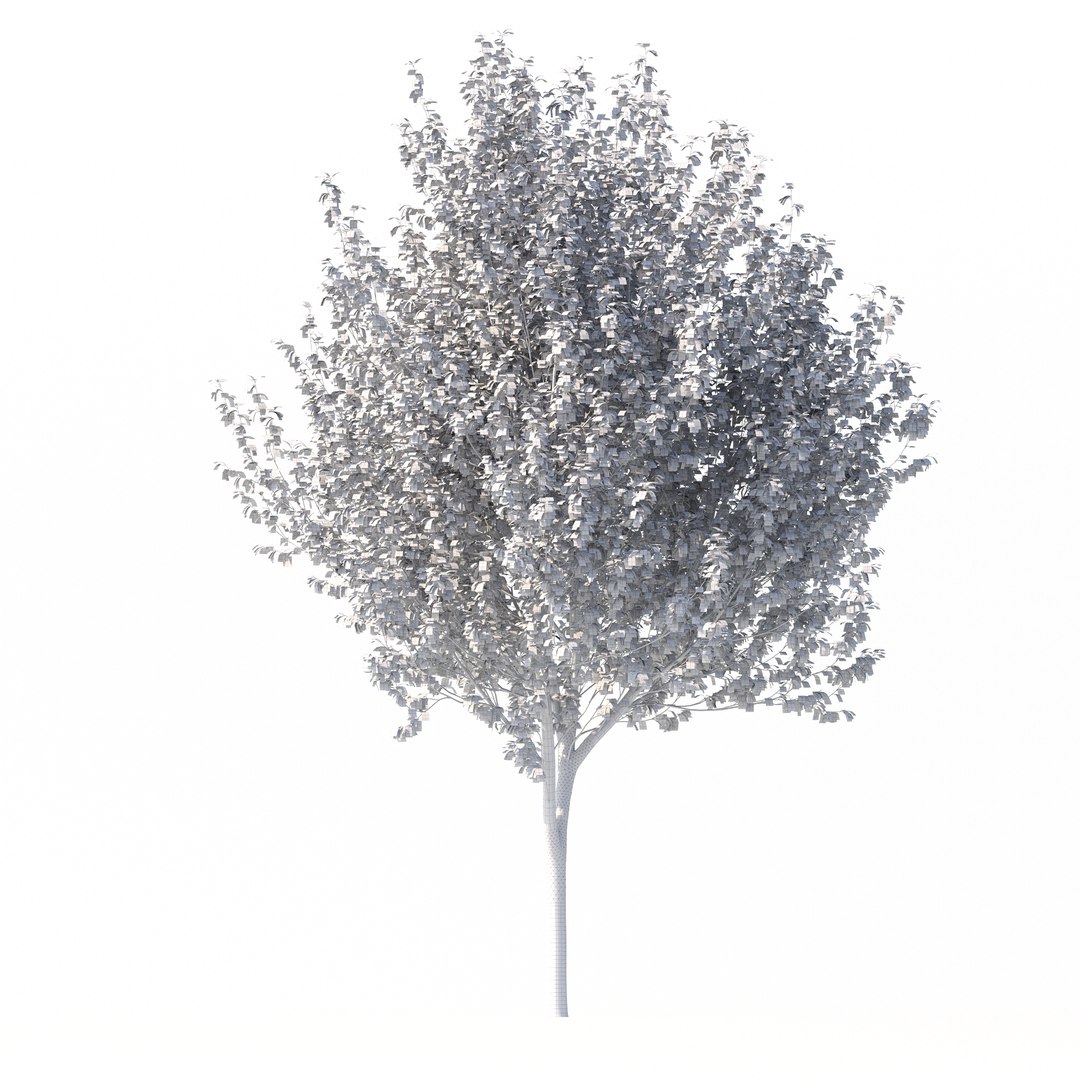 3D Betula Utilis Tree No 1 https://p.turbosquid.com/ts-thumb/aq/c1NzKF/KA/rend3.1/jpg/1666021542/1920x1080/fit_q87/10b79de9ca3d23d08497d4897021e89f0fdb3e74/rend3.1.jpg