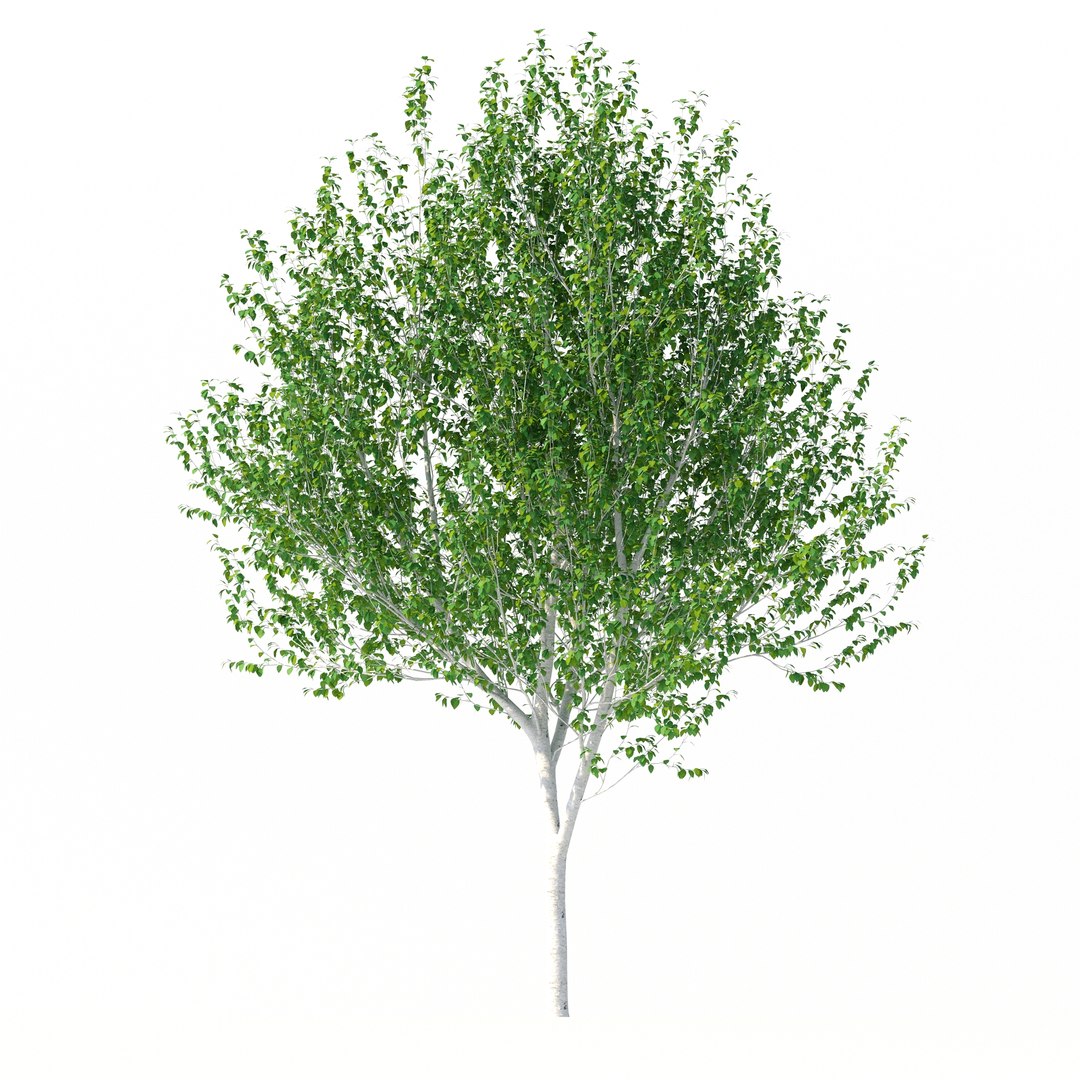 3D Betula Utilis Tree No 1 https://p.turbosquid.com/ts-thumb/aq/c1NzKF/MR/rend2.3/jpg/1666021475/1920x1080/fit_q87/7deed4b4079fe7c1c2f6994850311ee0f2885918/rend2.3.jpg