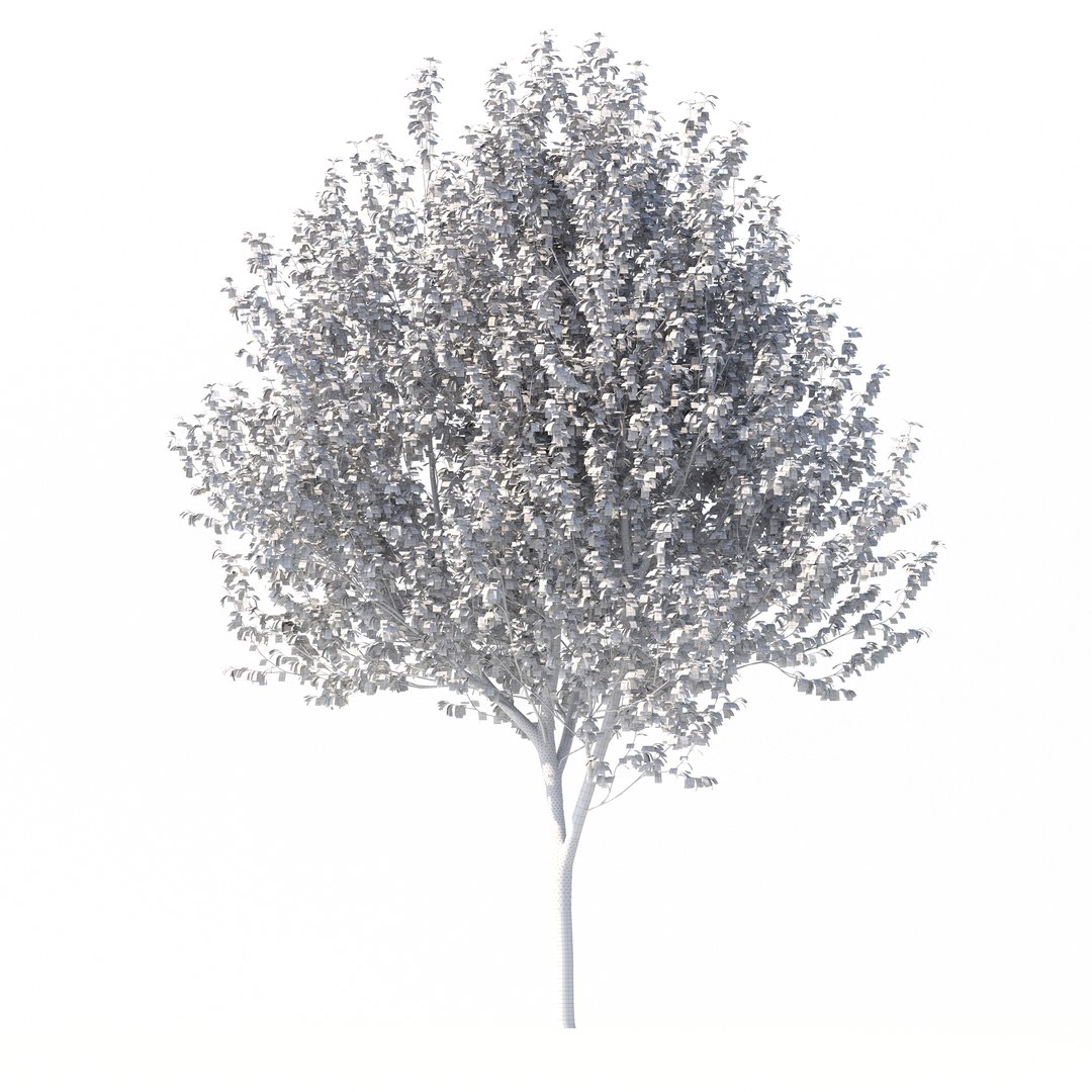 3D Betula Utilis Tree No 1 https://p.turbosquid.com/ts-thumb/aq/c1NzKF/WM/rend3.3/jpg/1666021544/1920x1080/fit_q87/f3557a1c7e72df22ffa9ad3b0dcb8cb2c6de2e4b/rend3.3.jpg