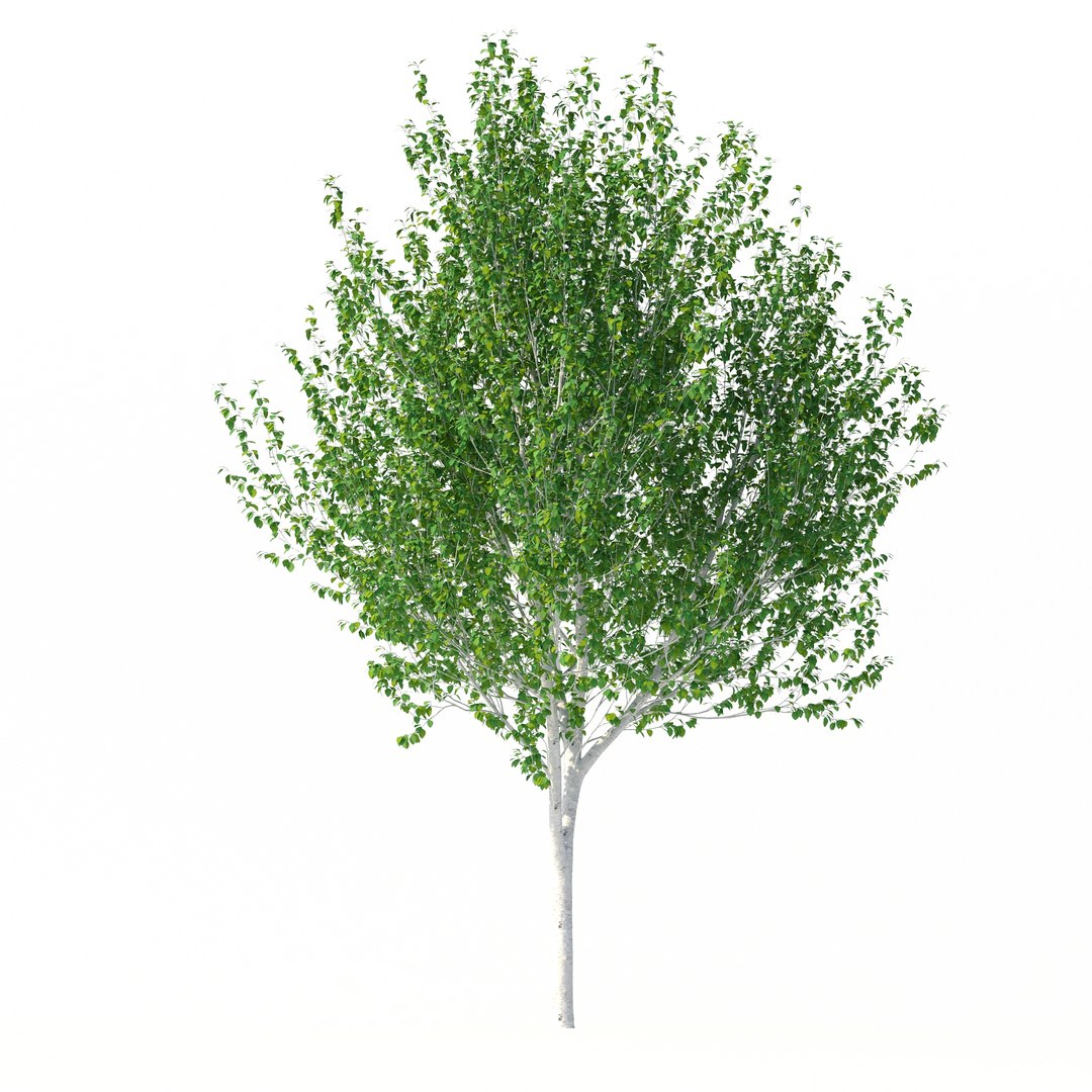 3D Betula Utilis Tree No 1 https://p.turbosquid.com/ts-thumb/aq/c1NzKF/wU/rend2.1/jpg/1666021481/1920x1080/fit_q87/194bf7a9a123d4ee81c76b73fc38a7624f4746bc/rend2.1.jpg