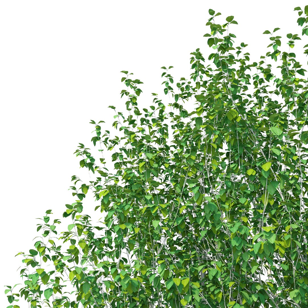 3D Betula Utilis Tree No 1 https://p.turbosquid.com/ts-thumb/aq/c1NzKF/z5/rend1.1/jpg/1666021472/1920x1080/fit_q87/16489dd9d7c799109496e9a15da9cff6ff898fbb/rend1.1.jpg