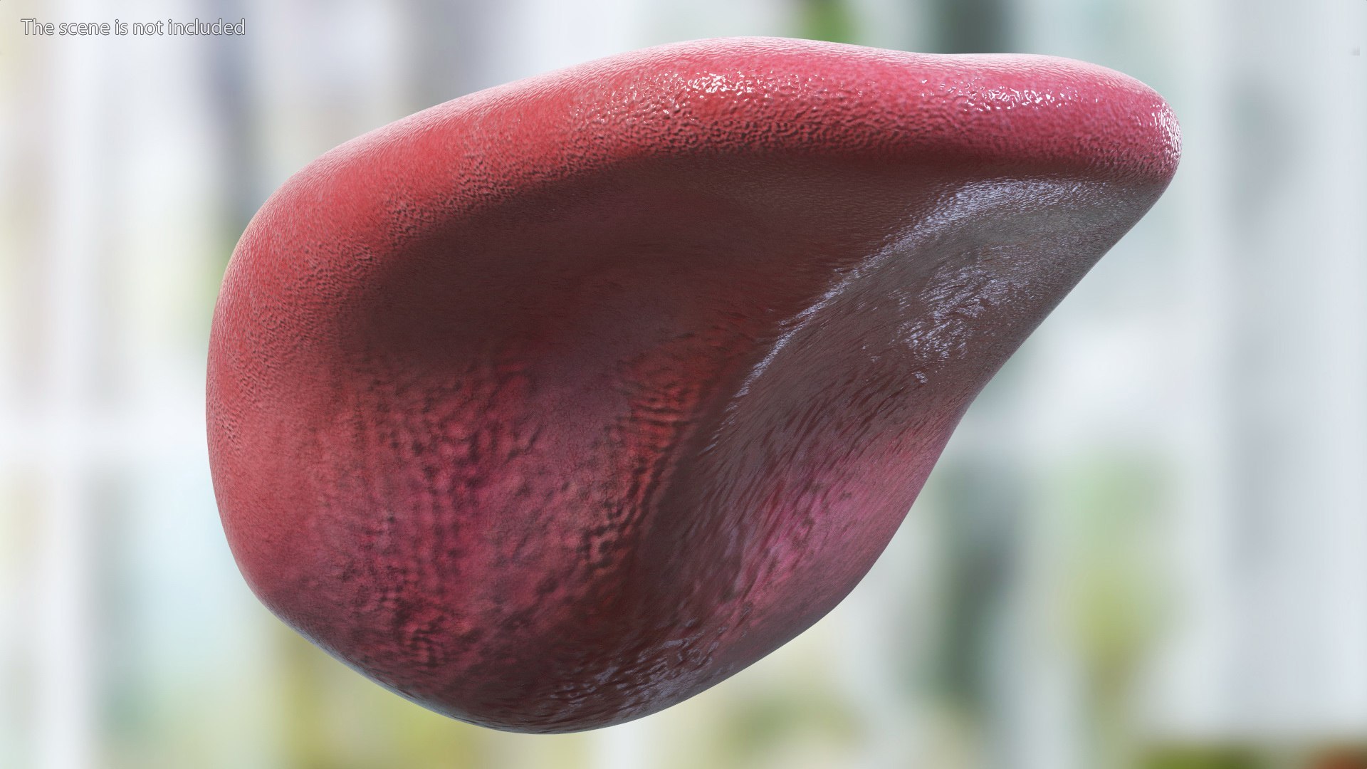 Human Organs Of Touch Collection 3D model https://p.turbosquid.com/ts-thumb/aq/goTxcY/Kg/human_organs_of_touch_collection_007/jpg/1753353526/1920x1080/fit_q87/aabf6ae9eba2c4067ef0c0e50c48cf218b03a1fa/human_organs_of_touch_collection_007.jpg