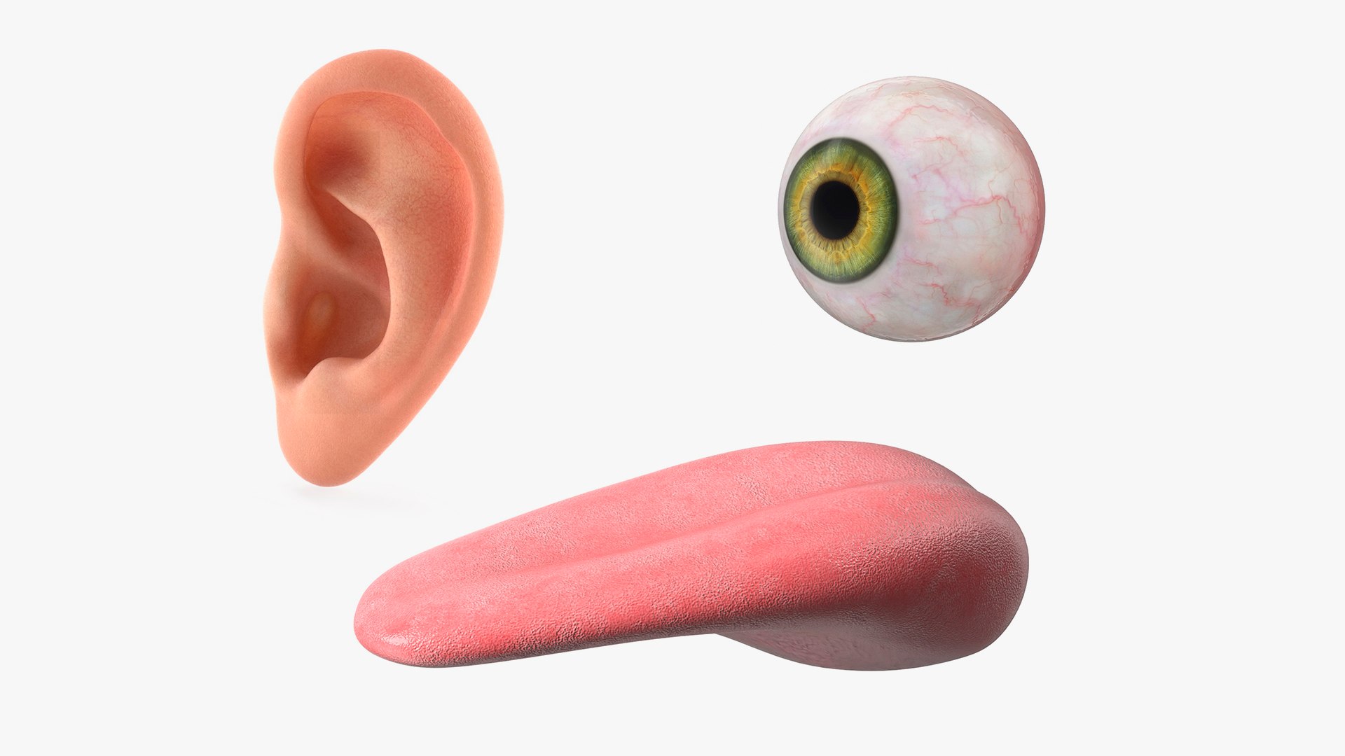 Human Organs Of Touch Collection 3D model https://p.turbosquid.com/ts-thumb/aq/goTxcY/U4/human_organs_of_touch_collection_001/jpg/1753353523/1920x1080/fit_q87/f7c4cad1be73fc75681403fcd473a4b994db76f9/human_organs_of_touch_collection_001.jpg