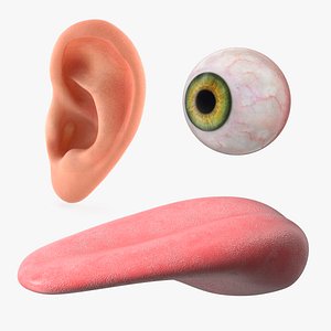 Human Organs Of Touch Collection 3D model