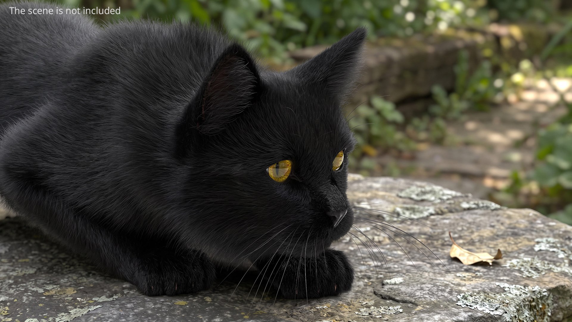 Black House Cat Fur Set Animated Rigged For Maya 3D https://p.turbosquid.com/ts-thumb/aq/jUmF64/22/black_house_cat_fur_set_animated_rigged_for_maya_002/jpg/1789421165/1920x1080/fit_q87/f2760fe521f1870e2c77513bd427f5ec4848497b/black_house_cat_fur_set_animated_rigged_for_maya_002.jpg