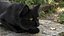 Ensemble de fourrure de chat domestique noir animé et riggé pour Maya