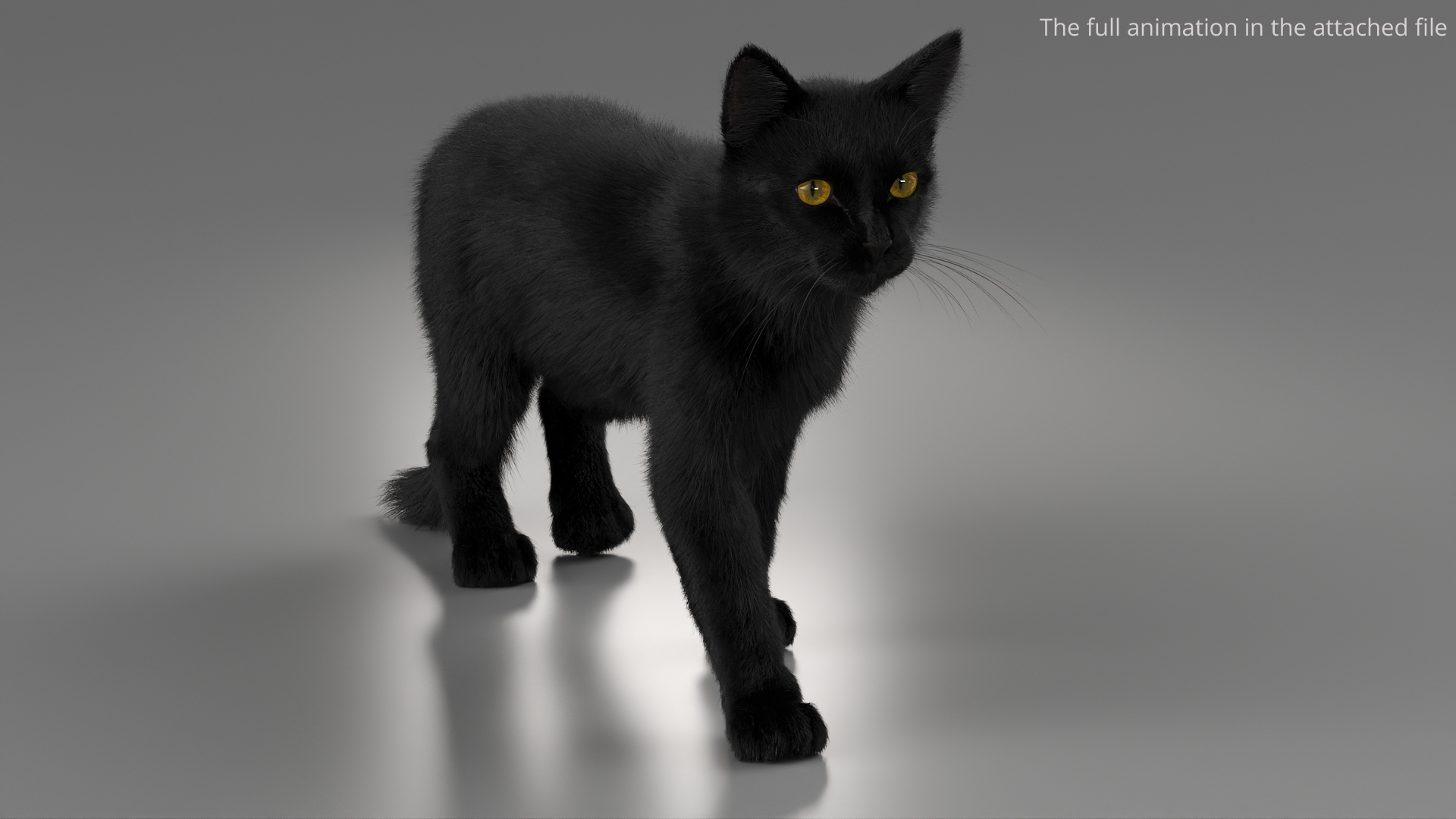 Black House Cat Fur Set Animated Rigged For Maya 3D https://p.turbosquid.com/ts-thumb/aq/jUmF64/5I/black_house_cat_fur_set_animated_rigged_for_maya_368/jpg/1789421734/1920x1080/turn_fit_q99/7f02d55ec664deb54d7b70663449a4b233b02d8f/black_house_cat_fur_set_animated_rigged_for_maya_368-1.jpg